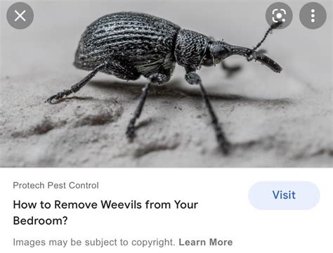 r/weeviltime|1572 best r/weeviltime images on Pholder .